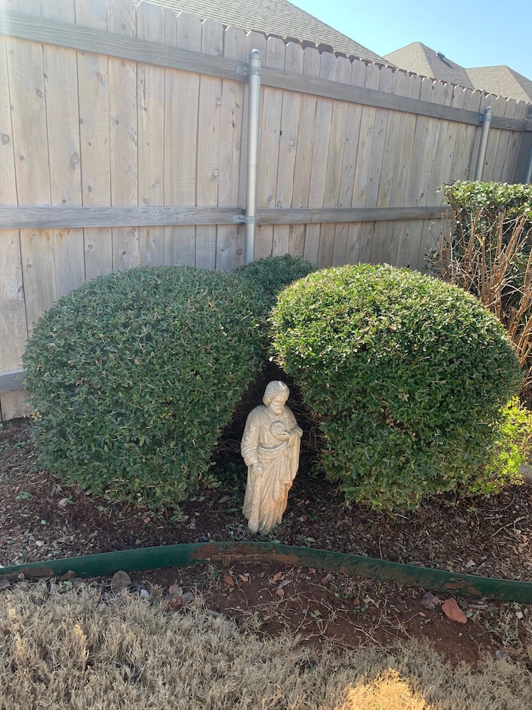 After — Neatly shaped shrubs and refreshed mulch bed